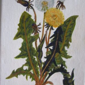 Dandelions