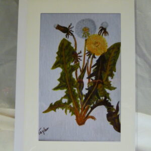 Dandelions