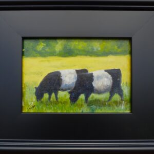 Belted Galloways